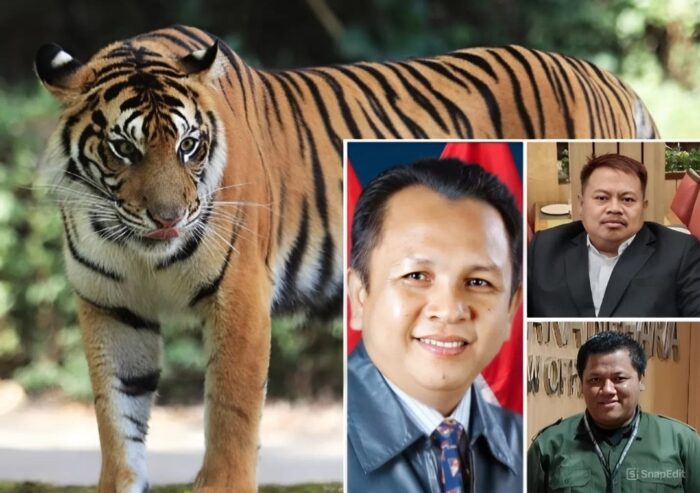 JKEL Desak Audit Investigatif atas Kematian Harimau Sumatera “Bakas”, CSM dan GERMASI Dukung Pencabutan Izin Lembah Hijau